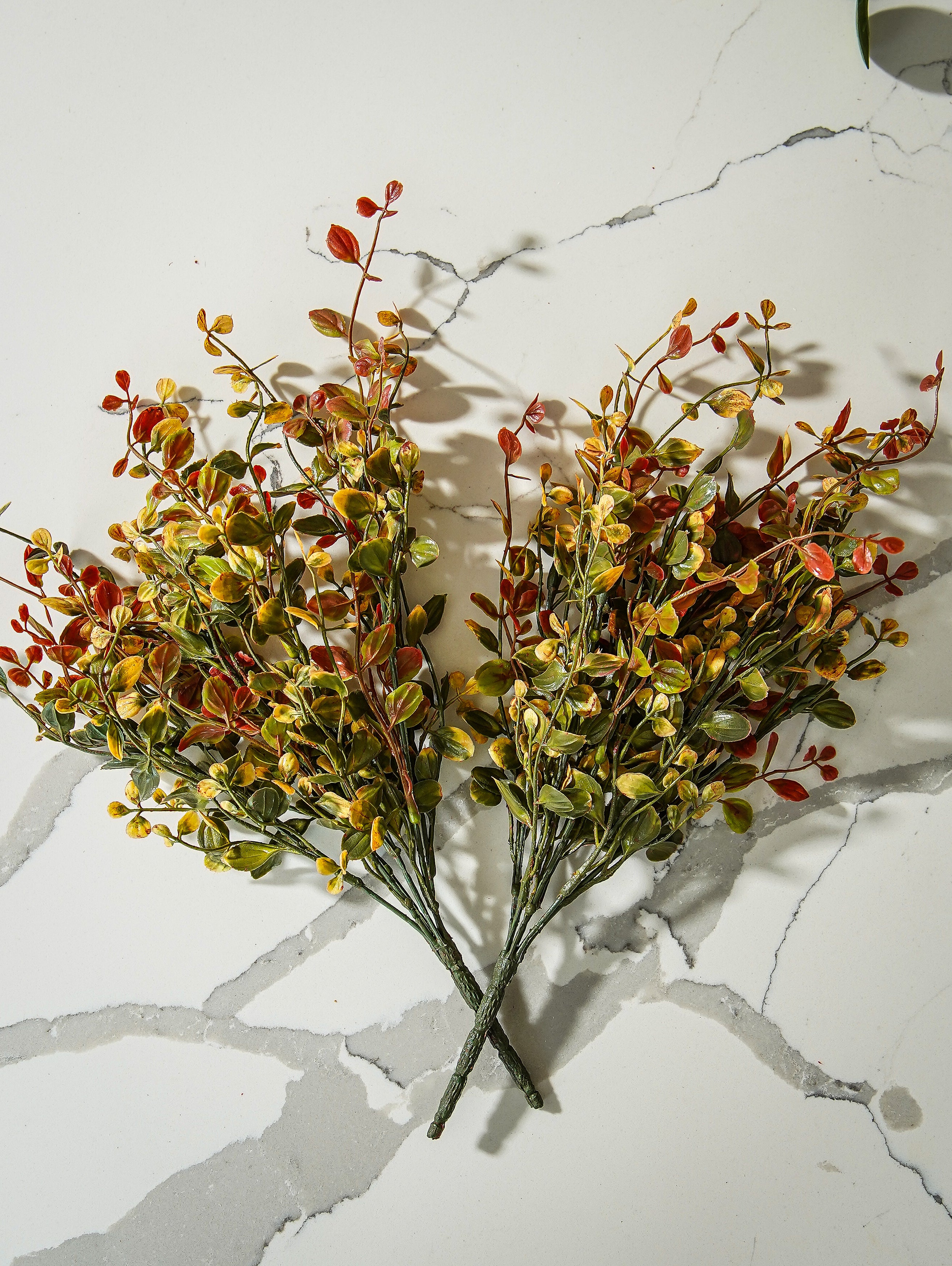 Pimpernel Bush | Bundle of 2