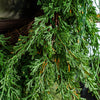 Draping Juniper Hanging Wreath | Small