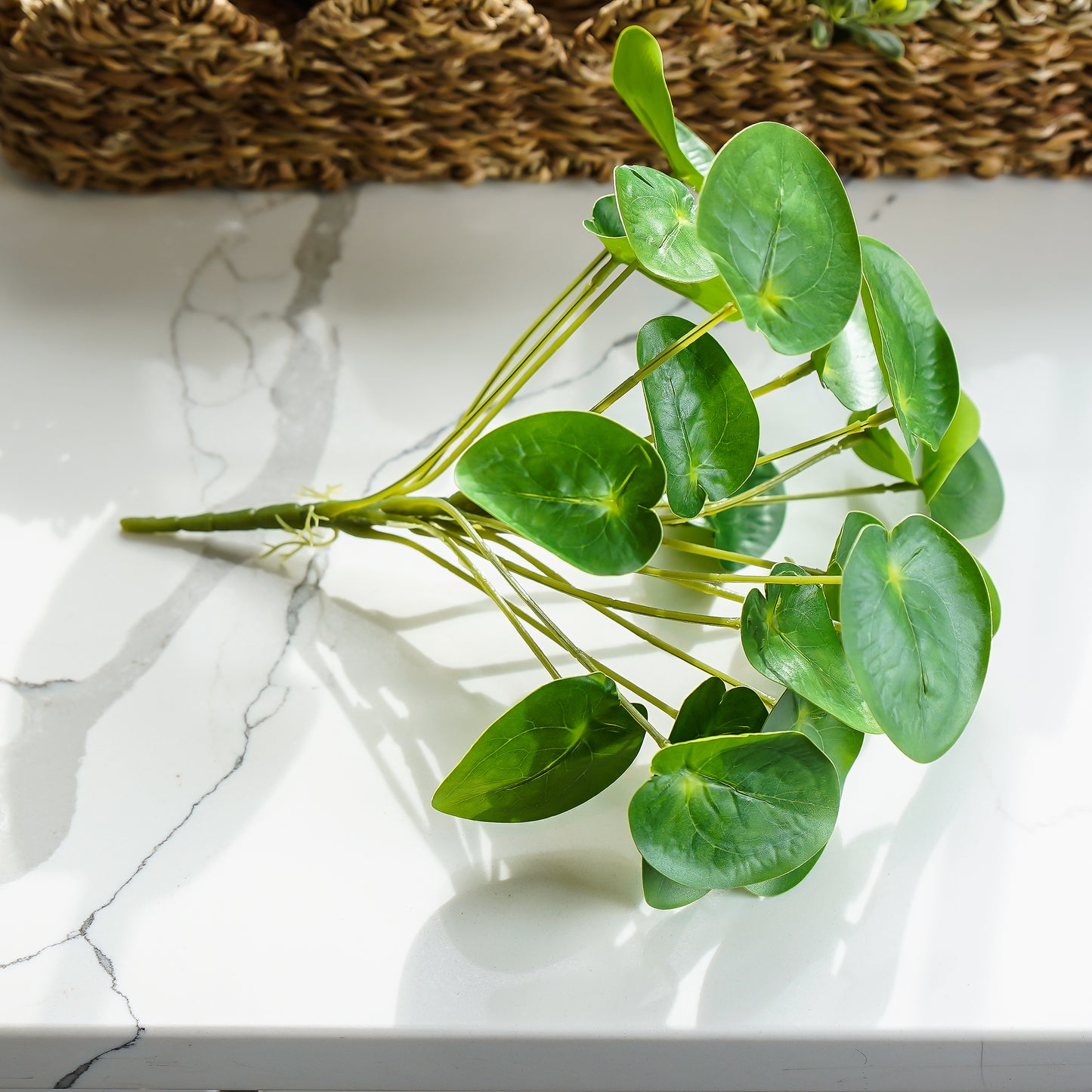 Pilea Chinese Money Pick