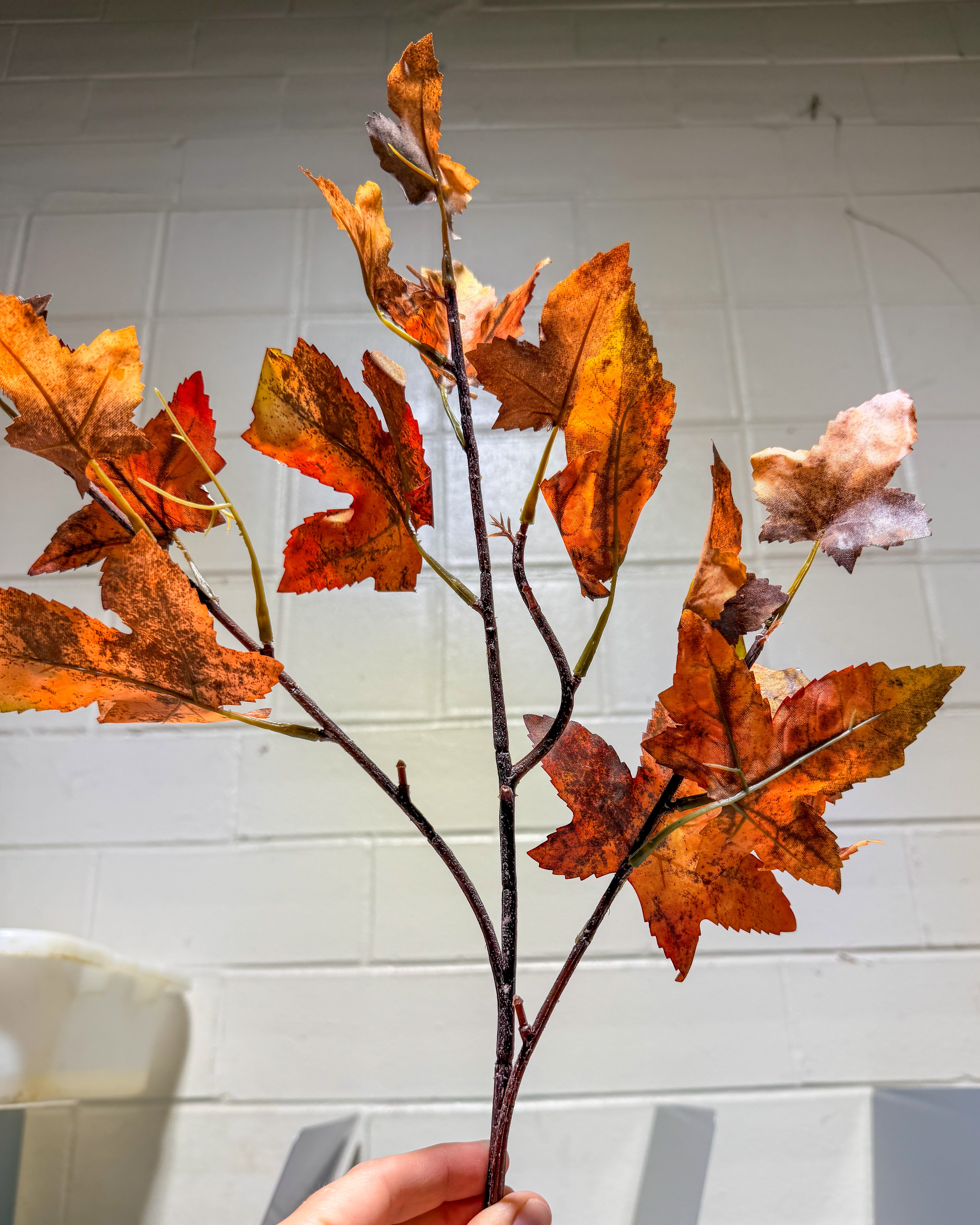 Autumn Maple Leaf Stem