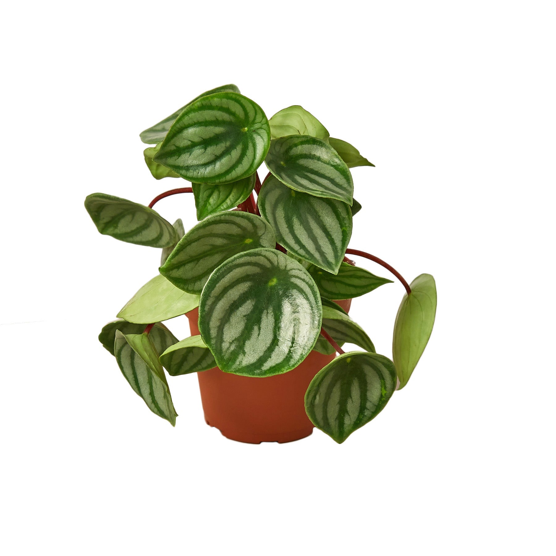 Peperomia Watermelon | Houseplant