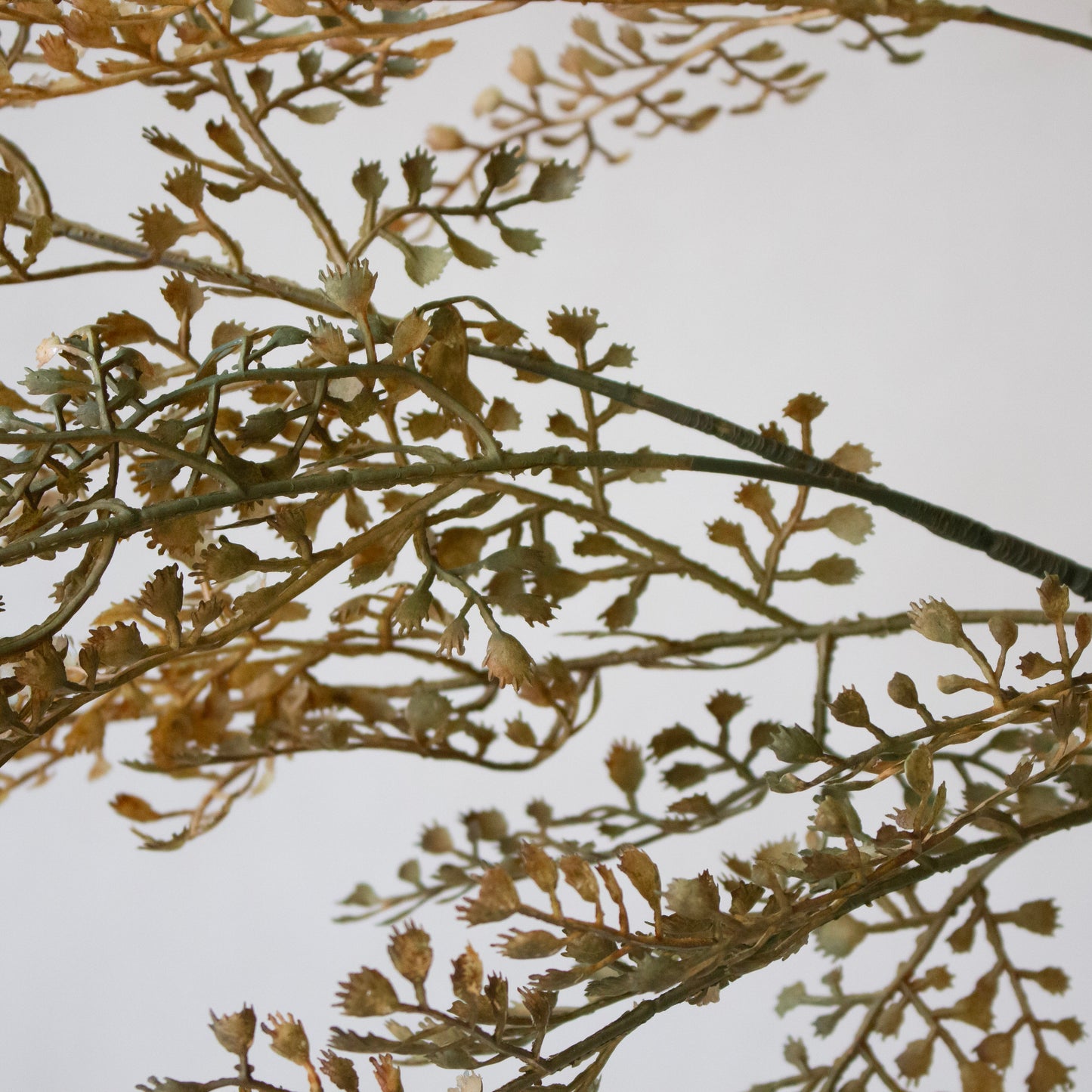 Olive Lacy Fern Leaf Stem