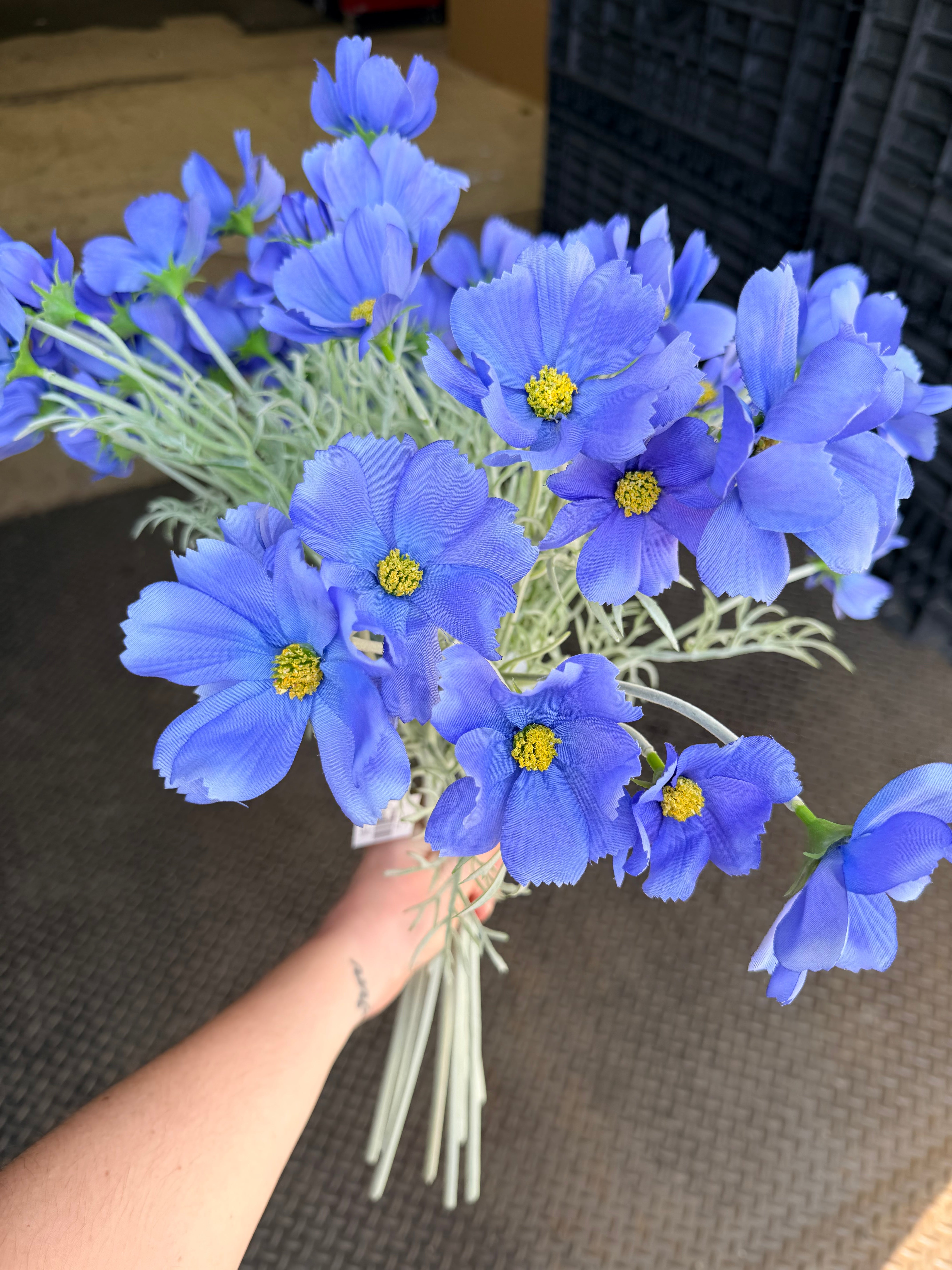 Periwinkle Cosmo Stem