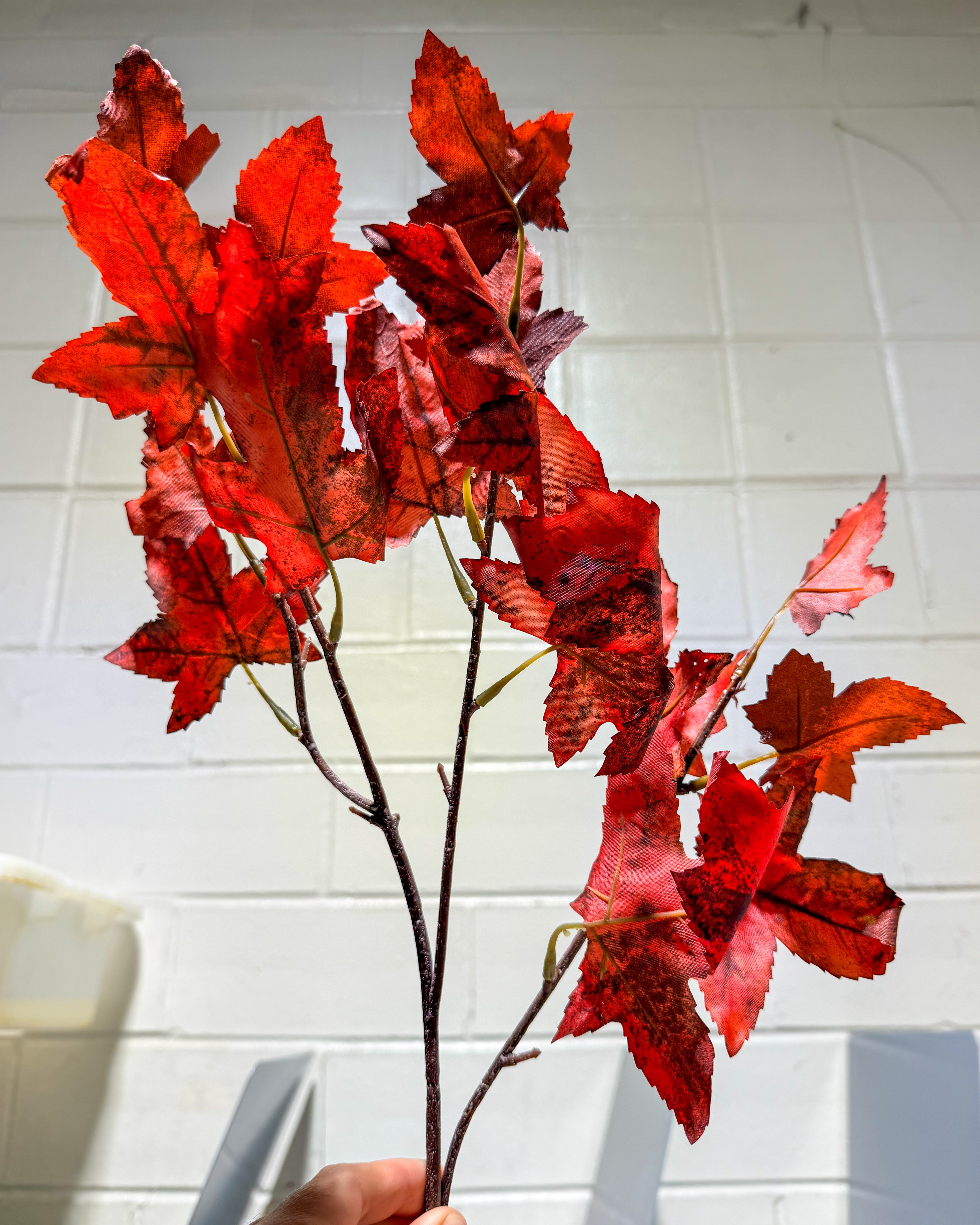 Autumn Maple Leaf Stem