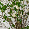 Crabapple Flowering Branch