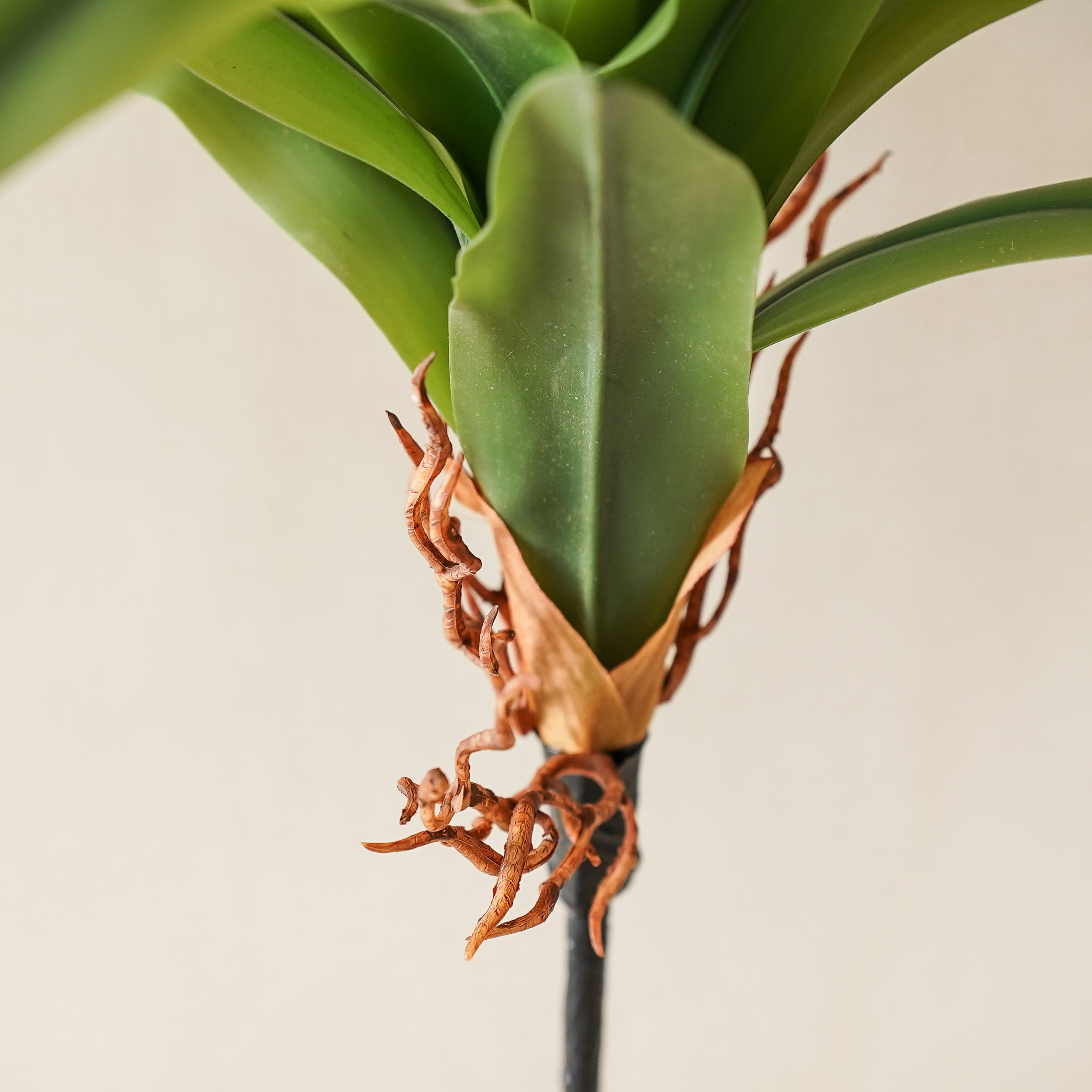 Romilly Real Touch Agave