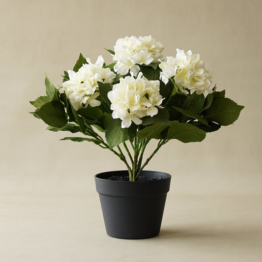 Off White Potted Hydrangea