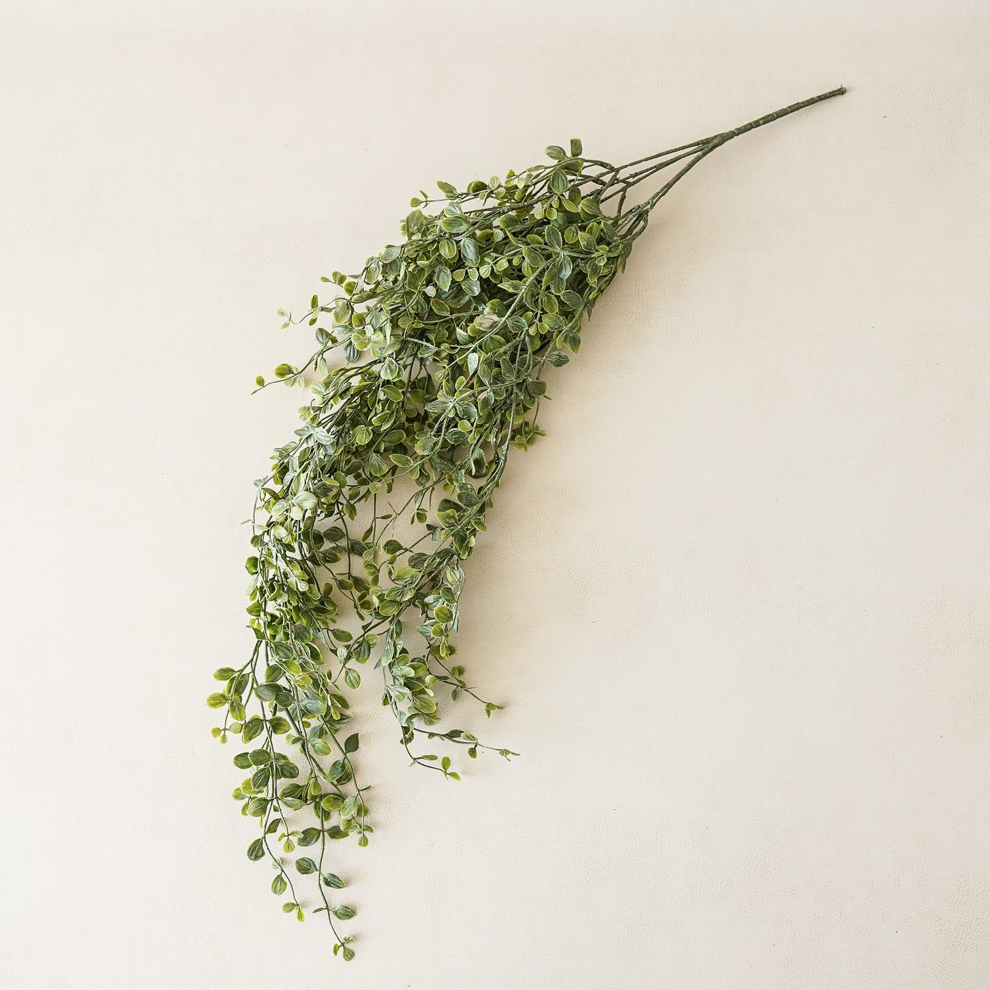 Josephine Hanging Bush