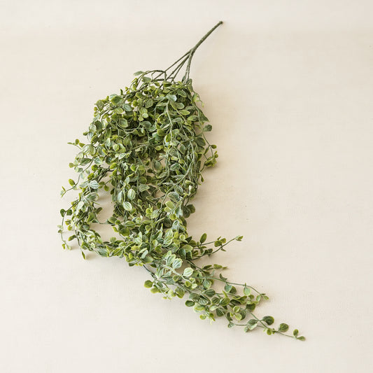 Josephine Hanging Bush