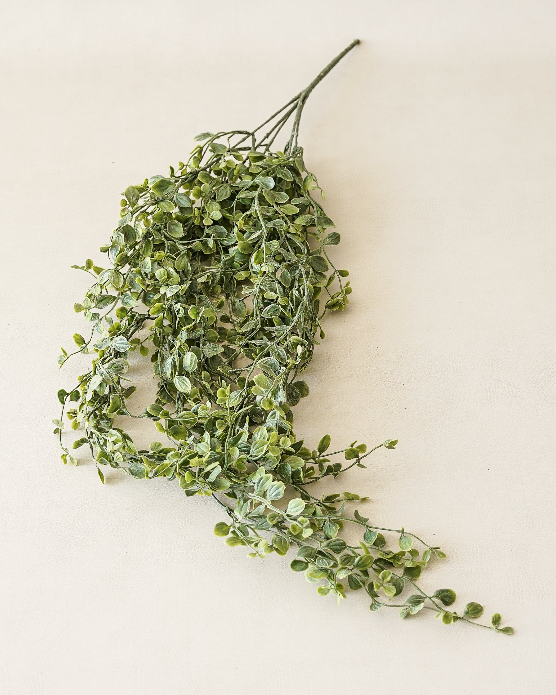 Whisperleaf Hanging Bush