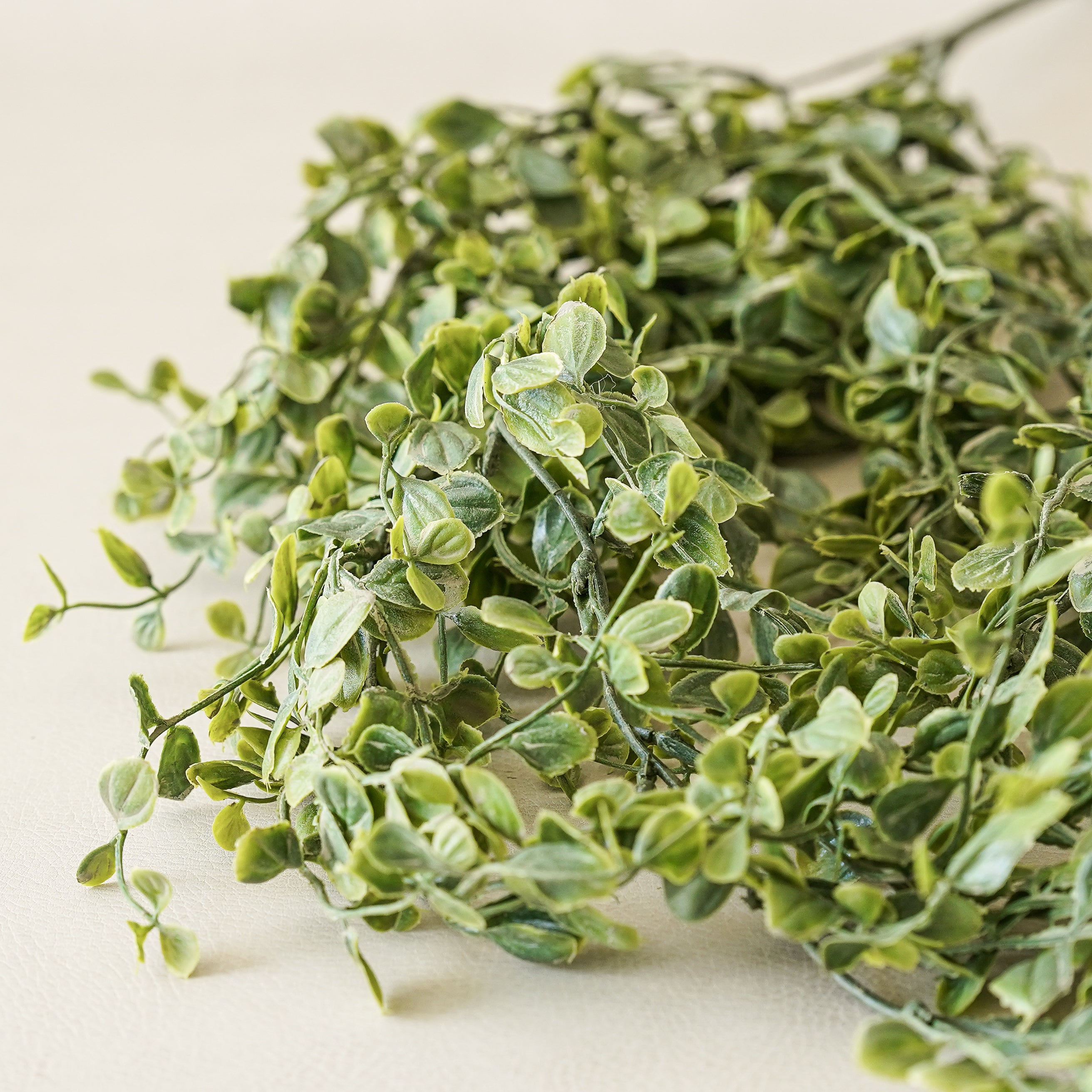 Whisperleaf Hanging Bush