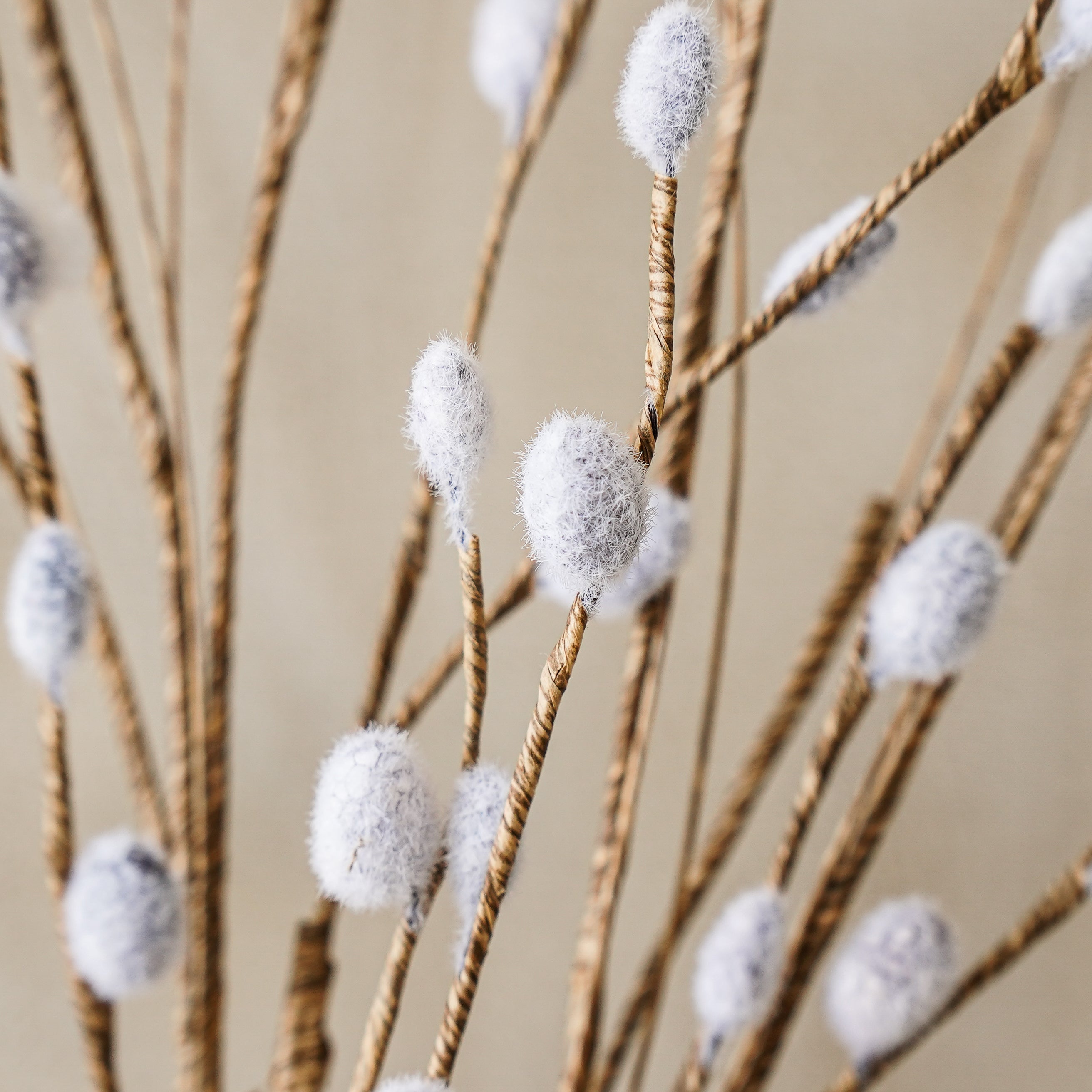 Pussy Willow Stem