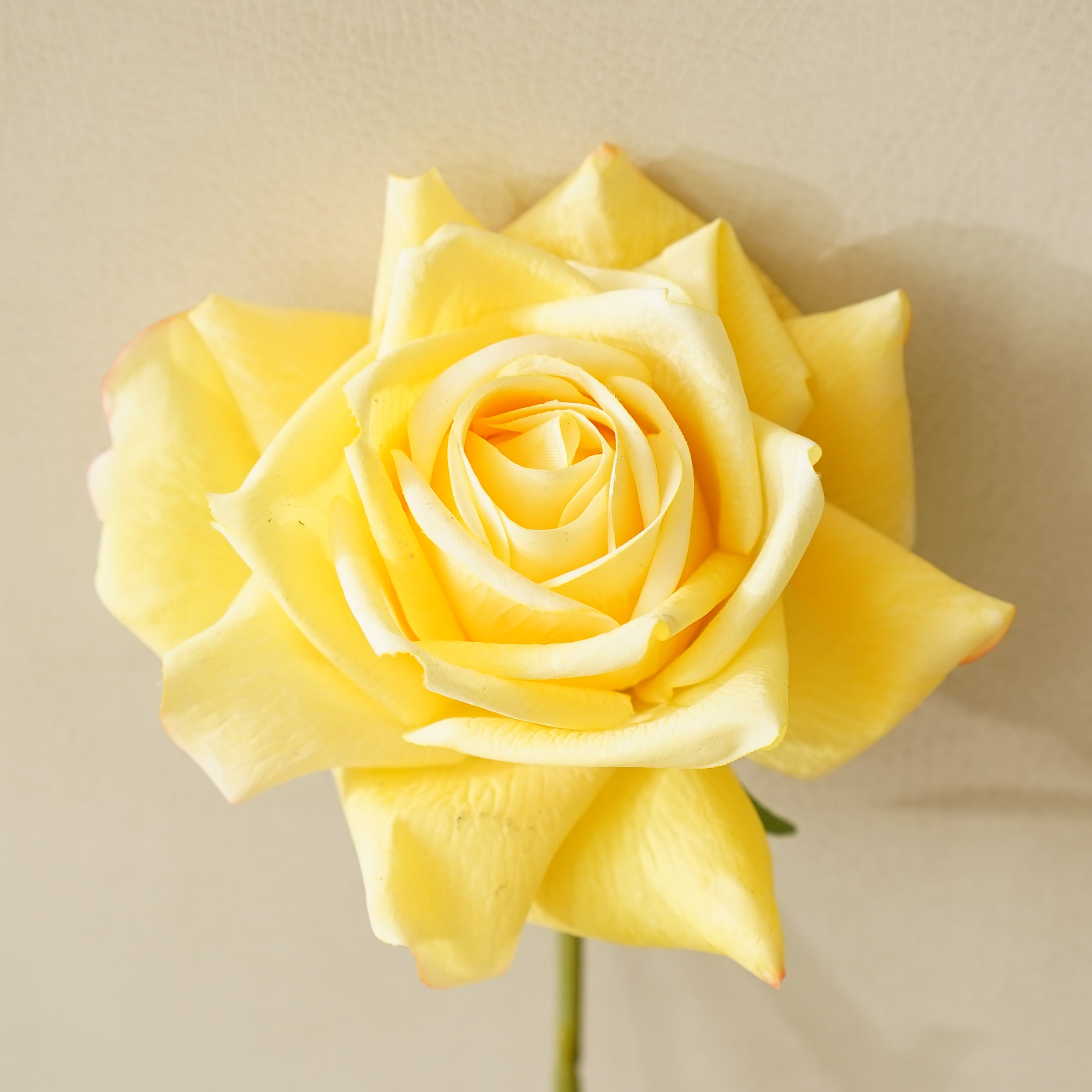 DROOPY Real Touch Duchess Rose Stem | Yellow