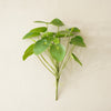 Pilea Chinese Money Pick