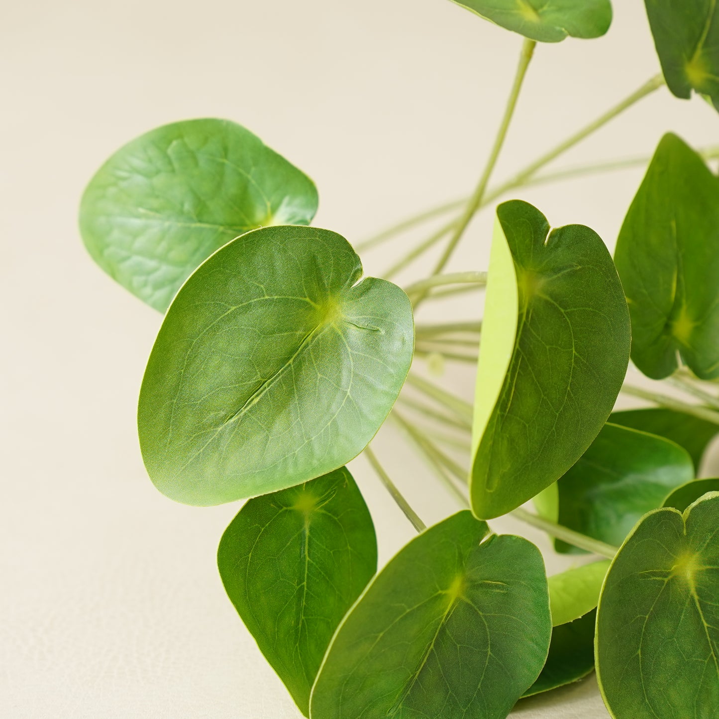 Pilea Chinese Money Pick