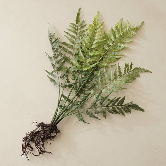Athyrium Rooted Stem