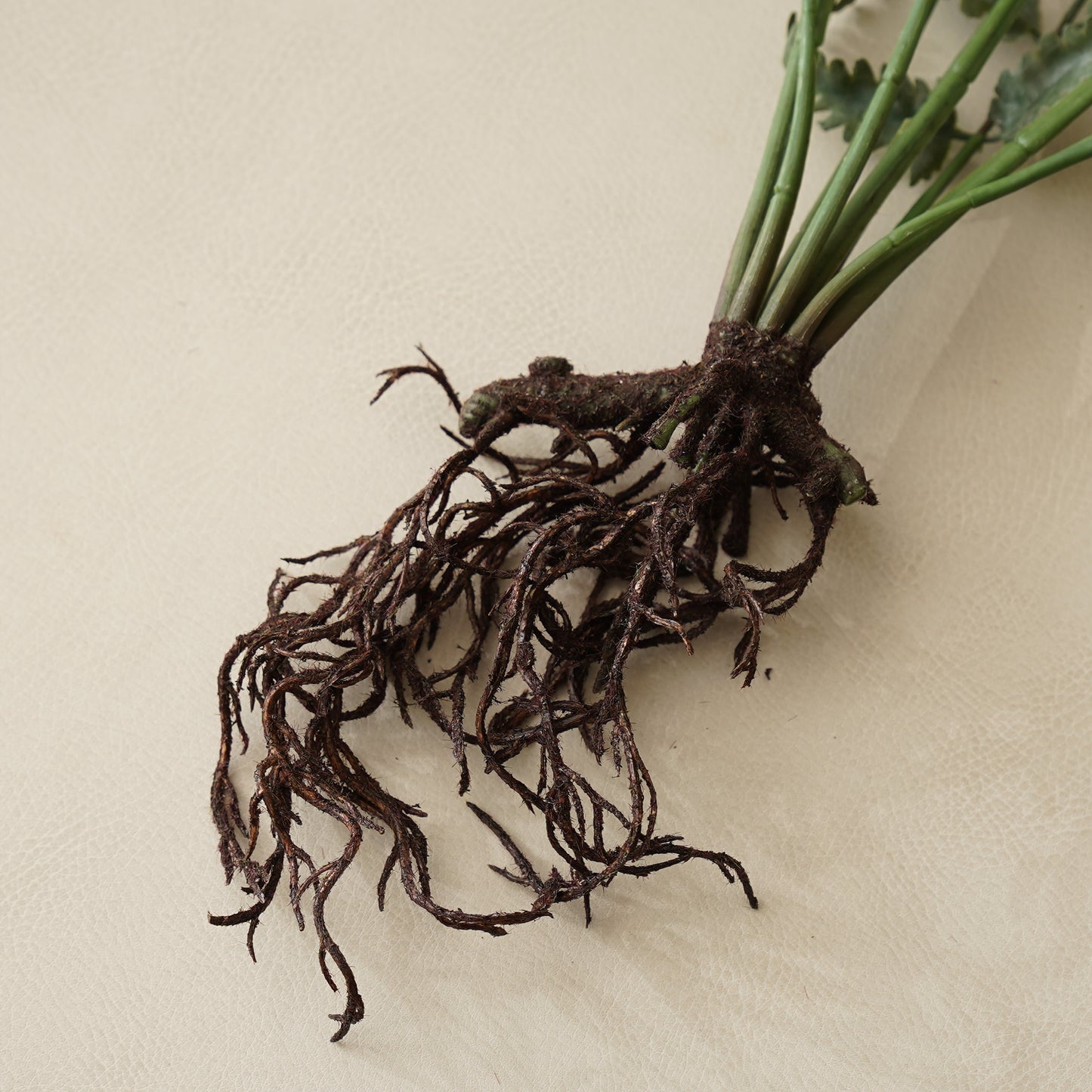 Athyrium Rooted Stem