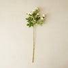 Mini Ranunculus Spray | White
