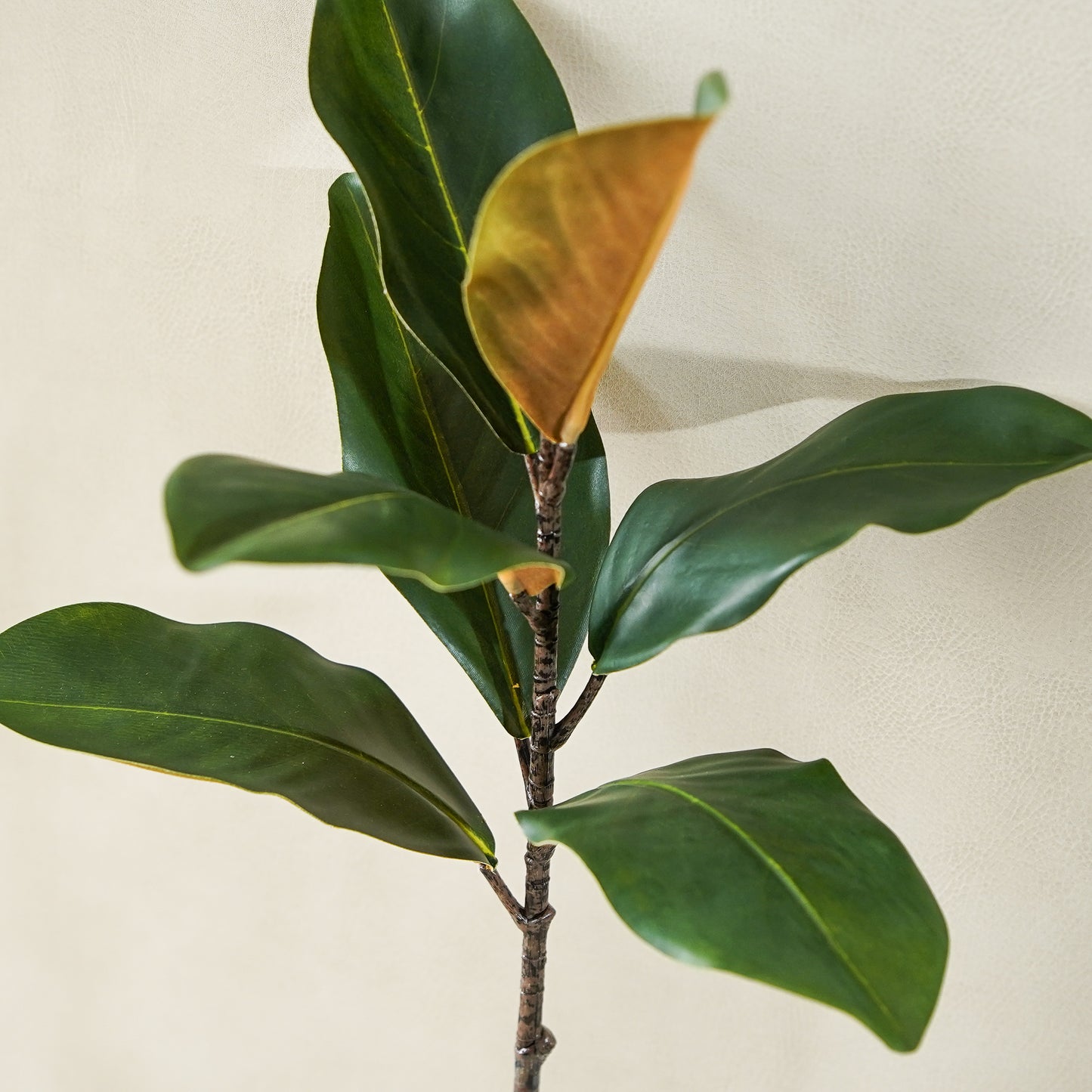 Magnolia Stem