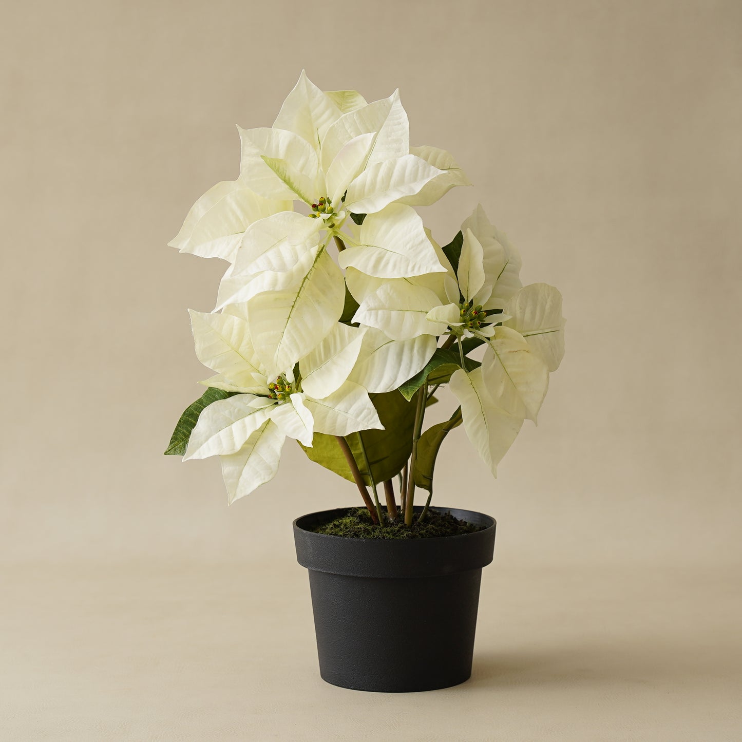 Potted White Poinsettia