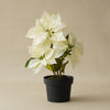 Potted White Poinsettia