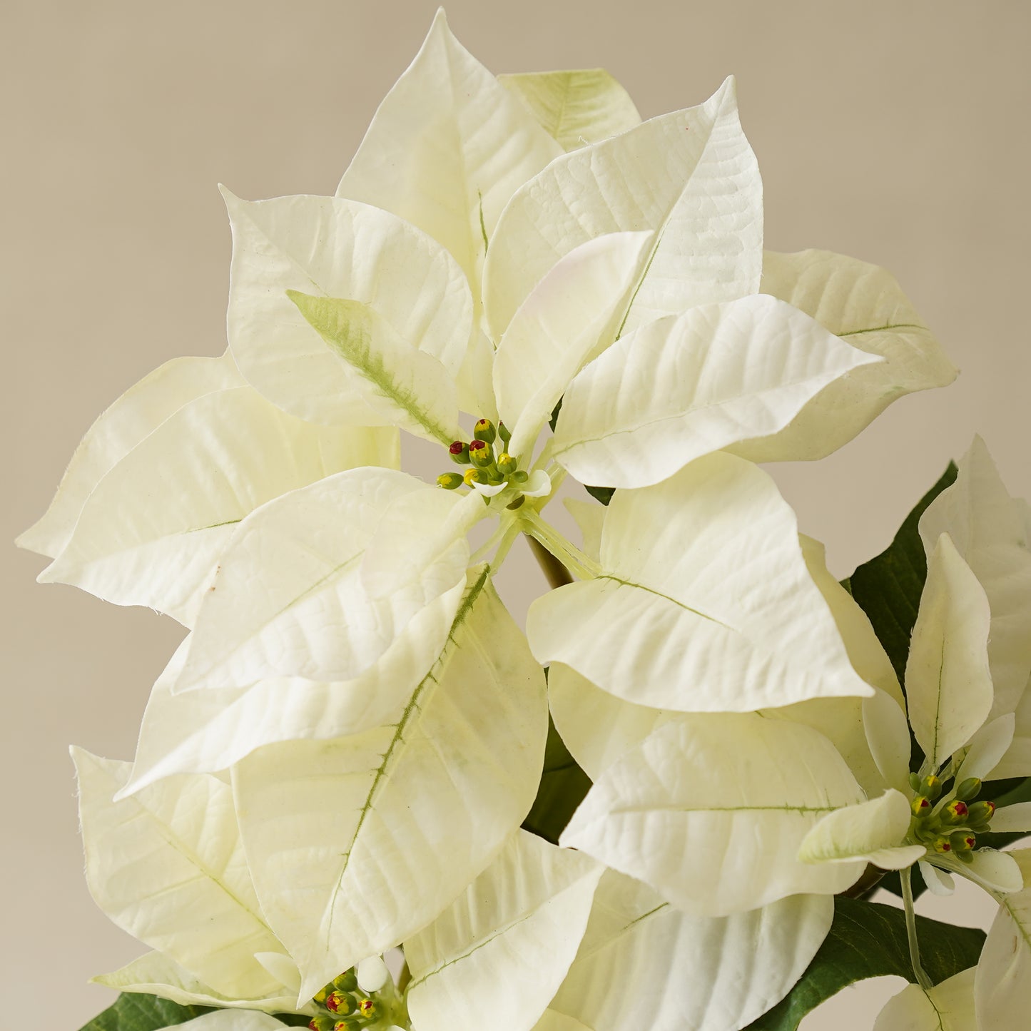 Potted White Poinsettia