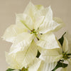 Potted White Poinsettia