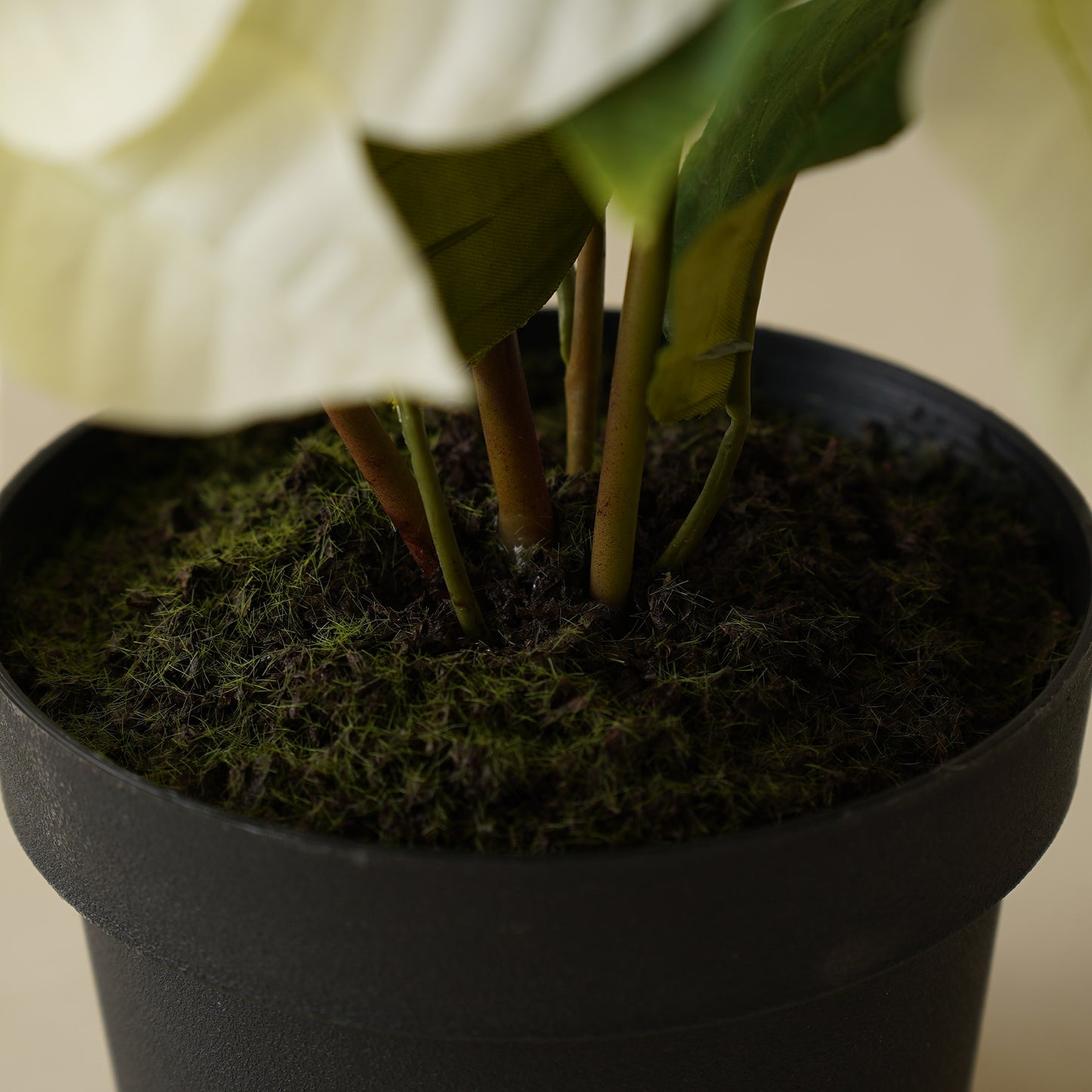 Potted White Poinsettia