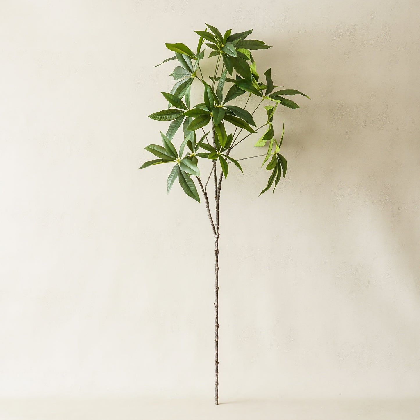 Money Tree Branch