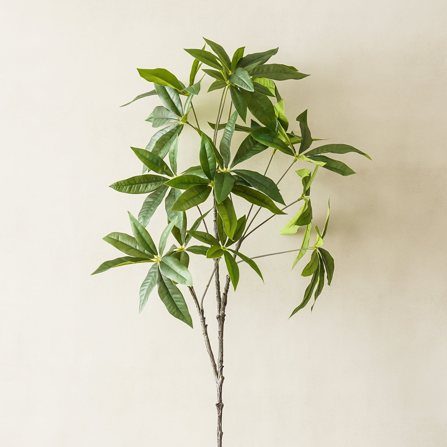 Money Tree Branch