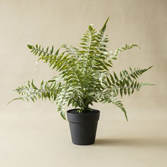 Lilliann Potted Fern