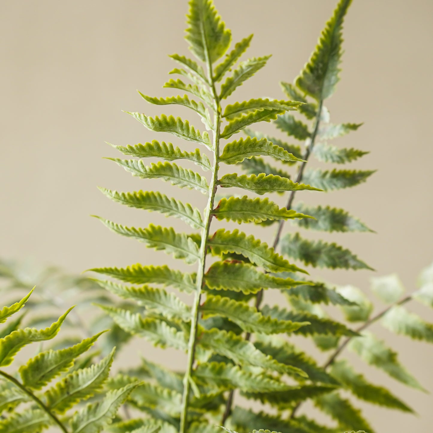 Lilliann Potted Fern