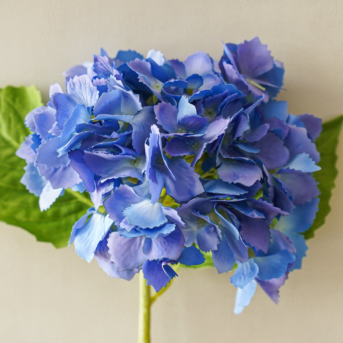 Tiffany Hydrangea | Blue