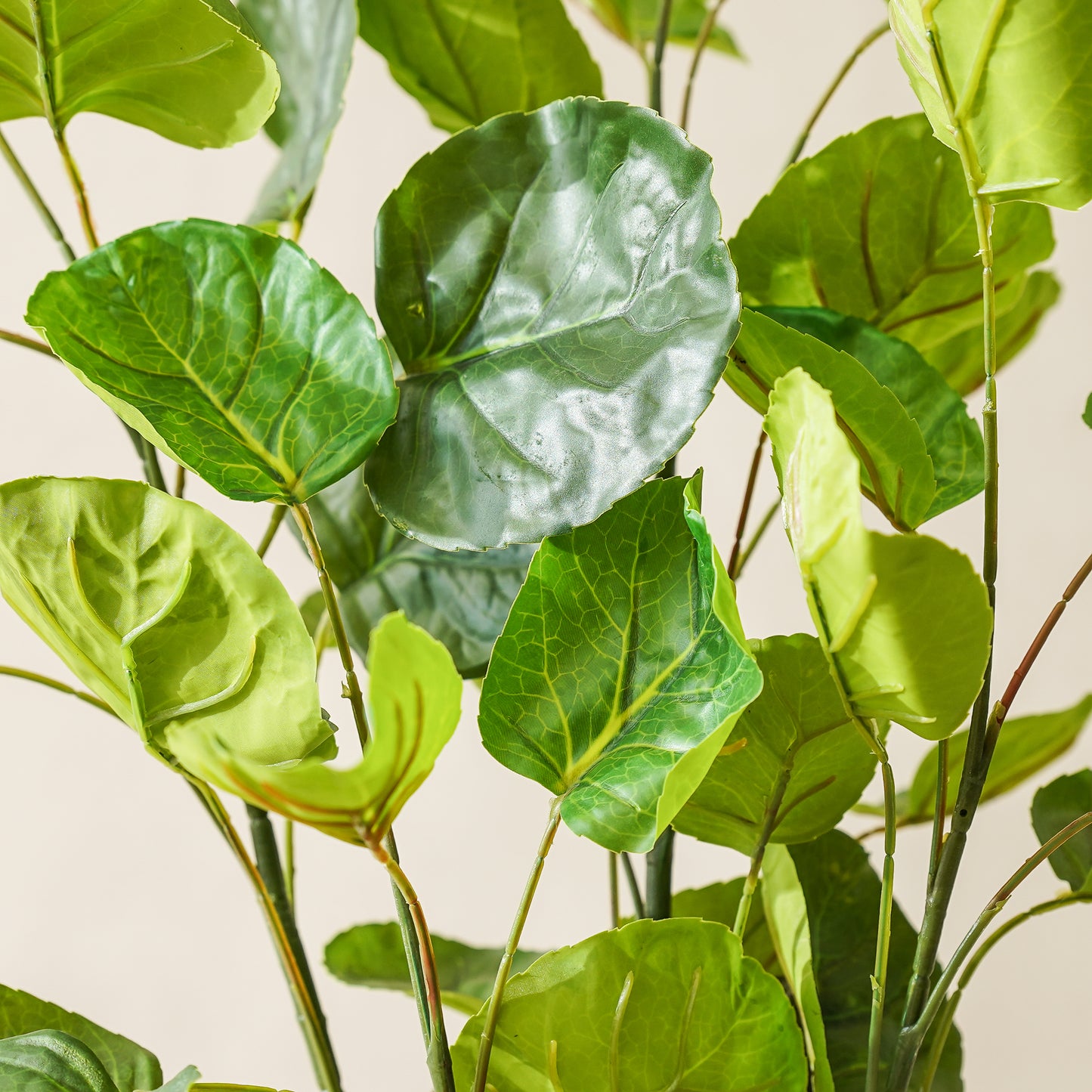 Potted Pilea Tree