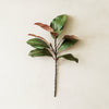 Magnolia Stem