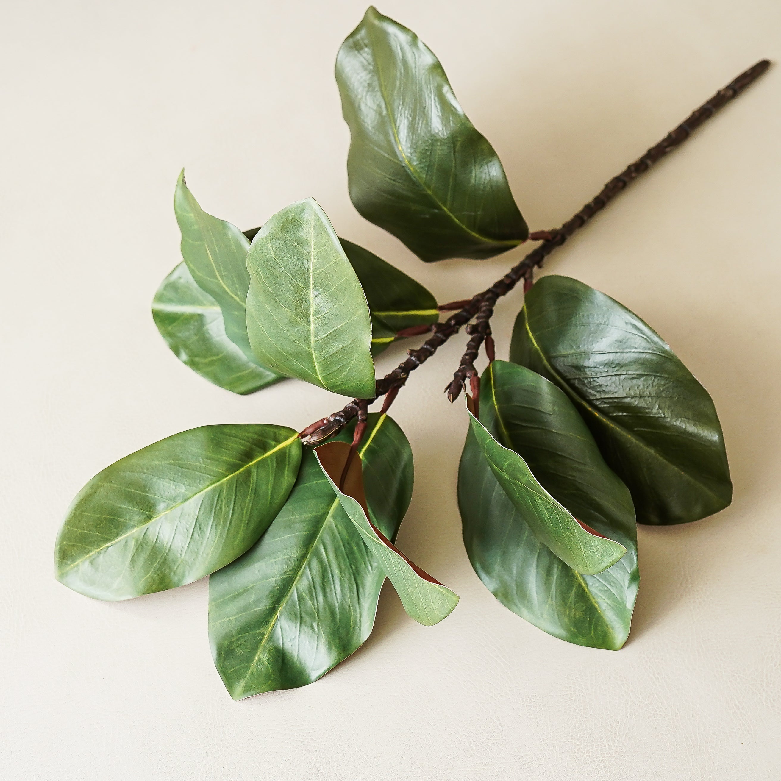 Magnolia Stem