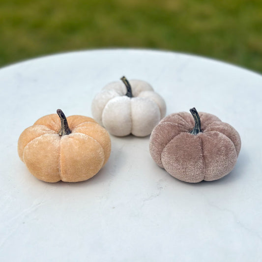 Velvet Pumpkin | Harvest, Snow, or Mocha
