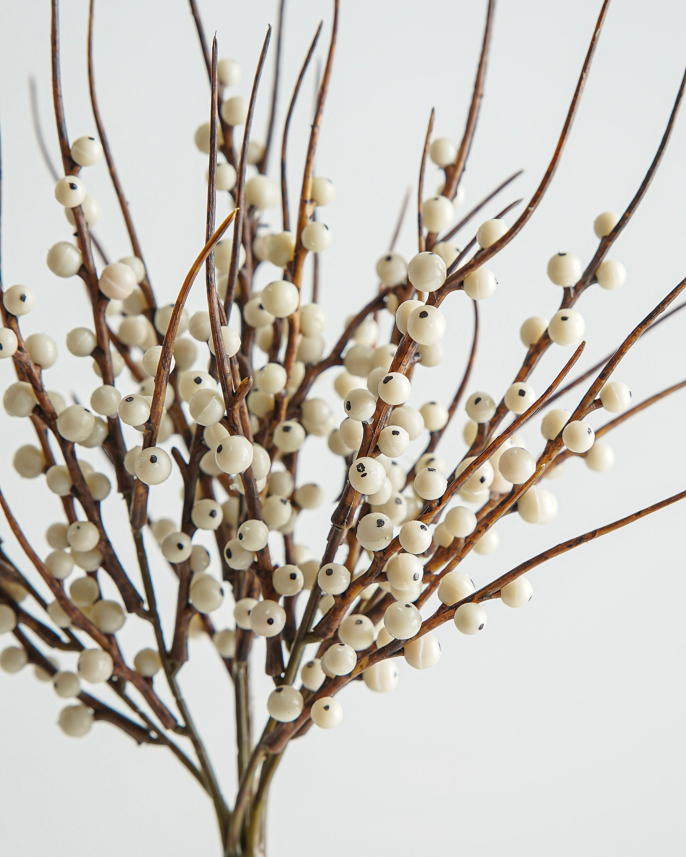 Cream Berry Bush