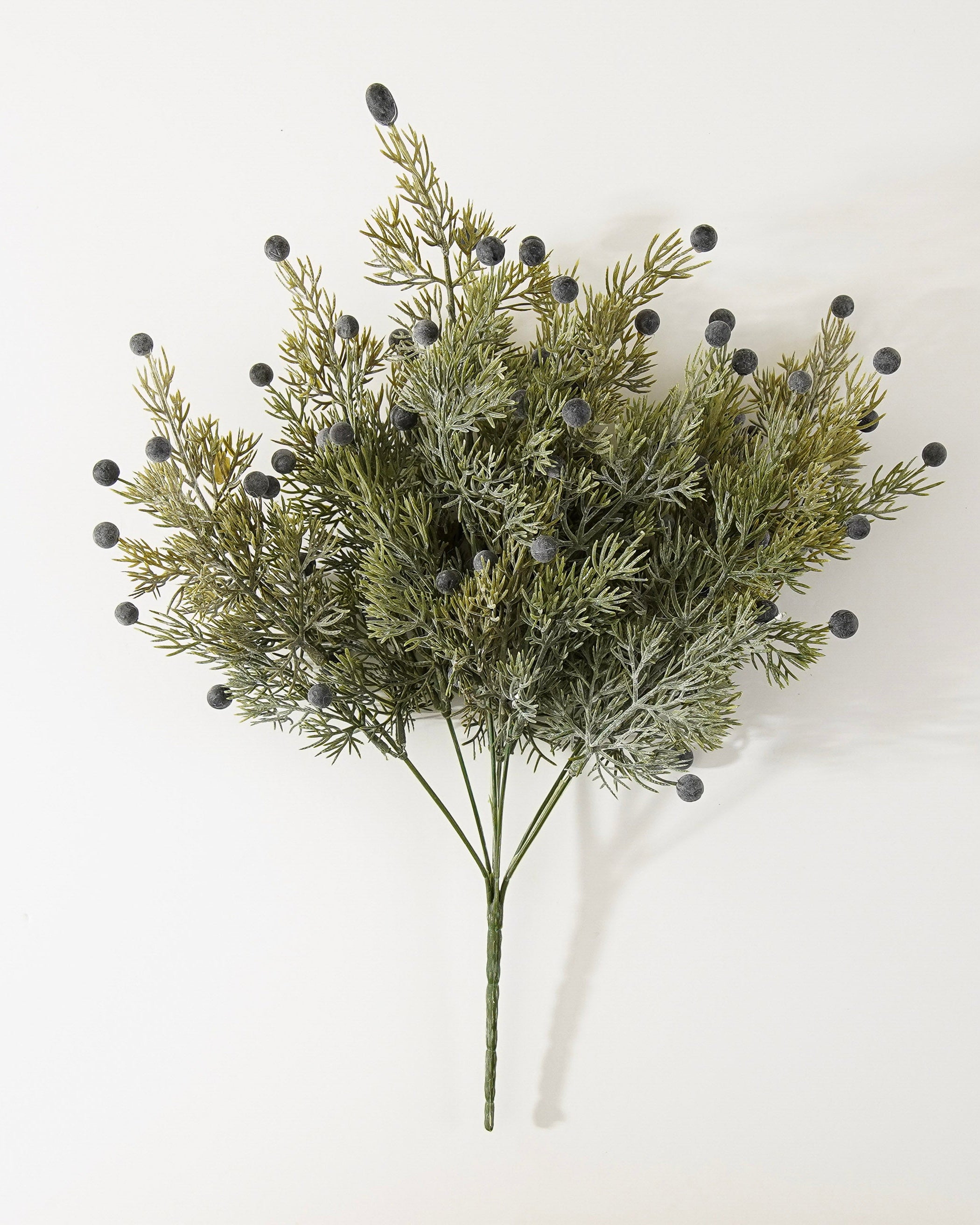 Juniper Berry Bush