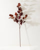 Burgundy Silver Dollar Eucalyptus Stem