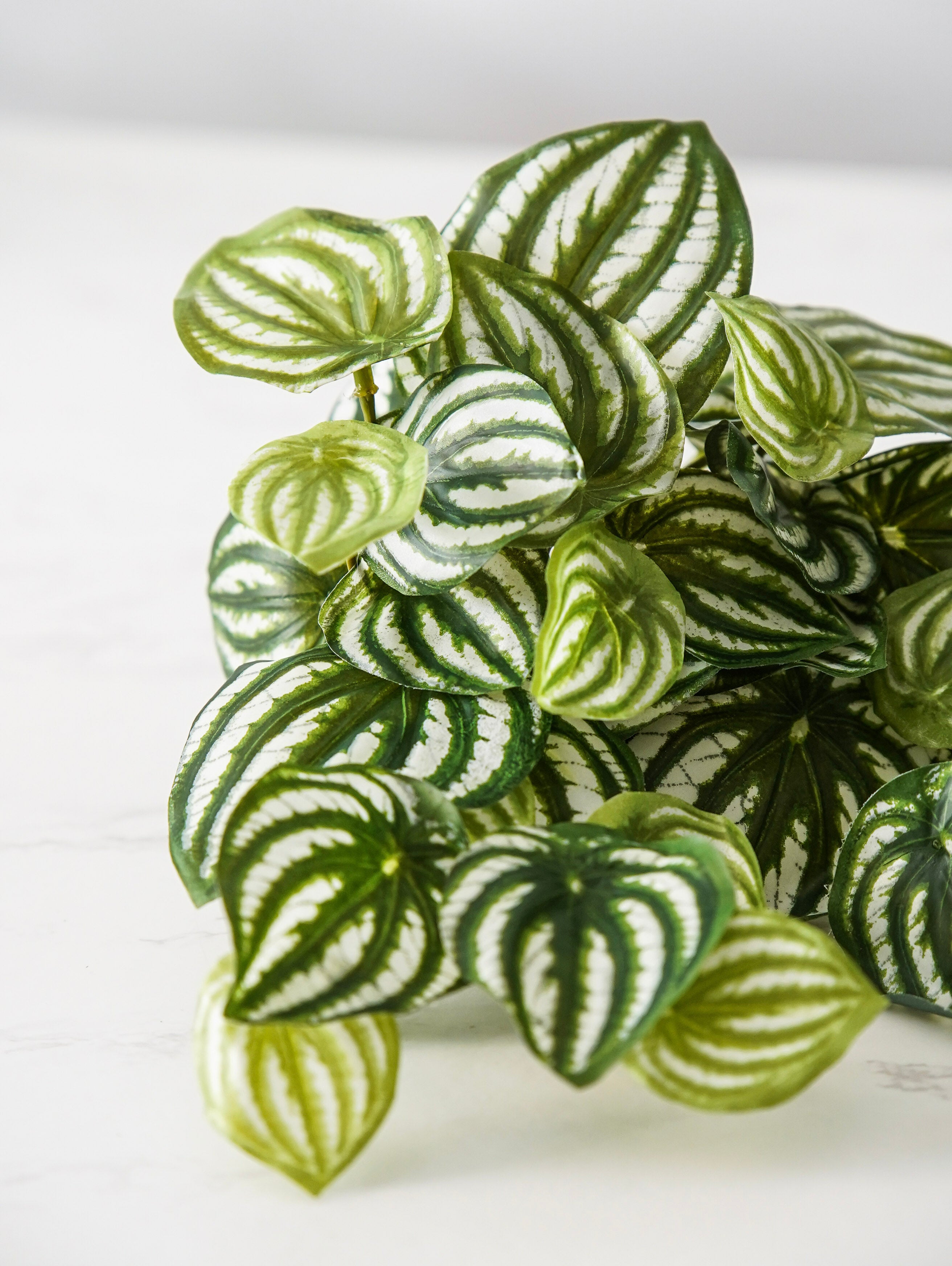 Watermelon Peperomia Pick