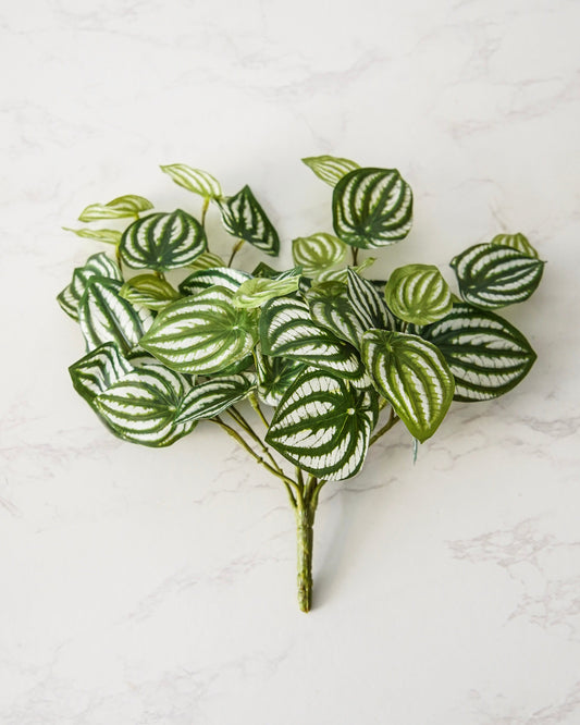 Watermelon Peperomia Pick