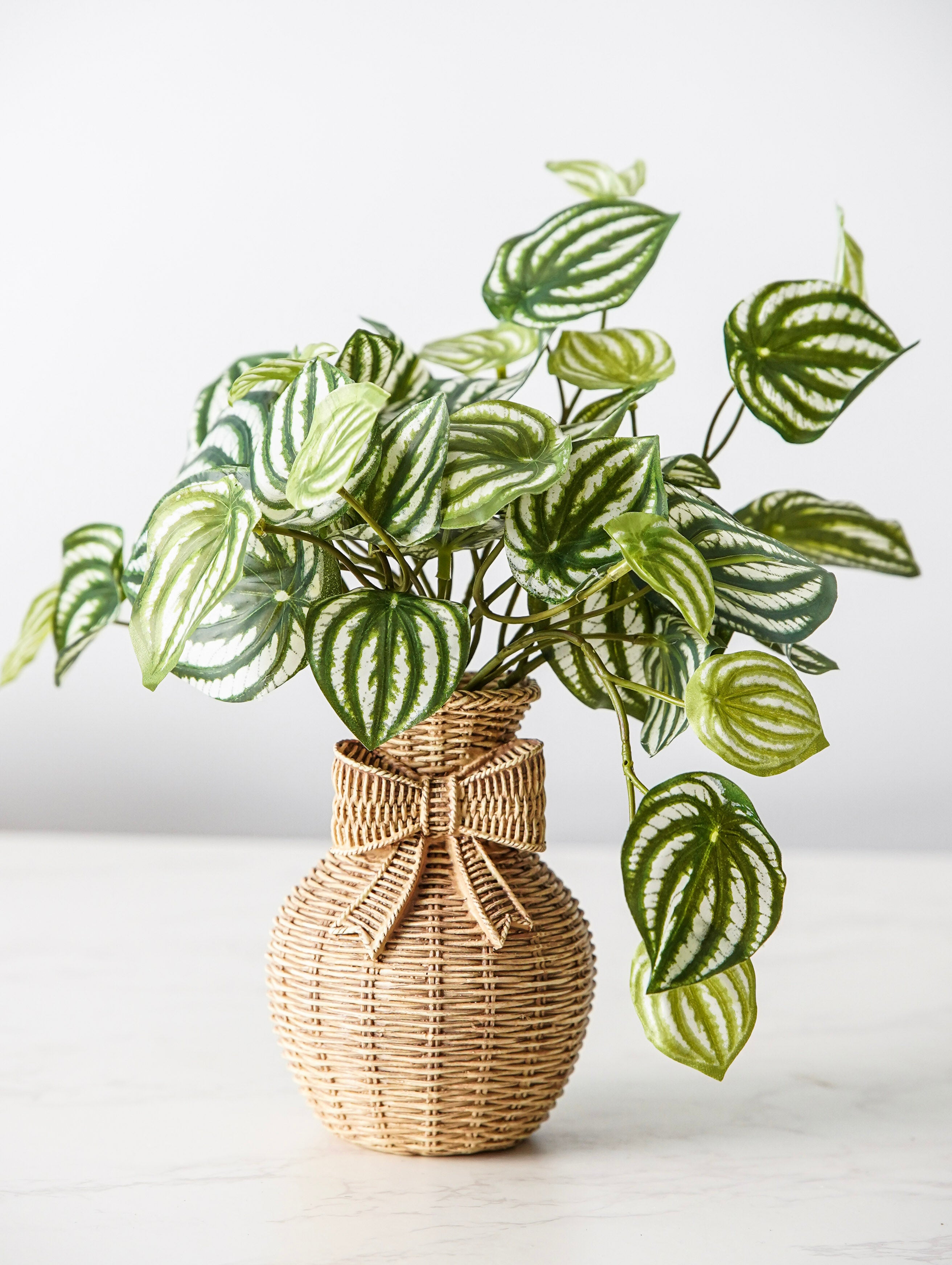 Watermelon Peperomia Pick