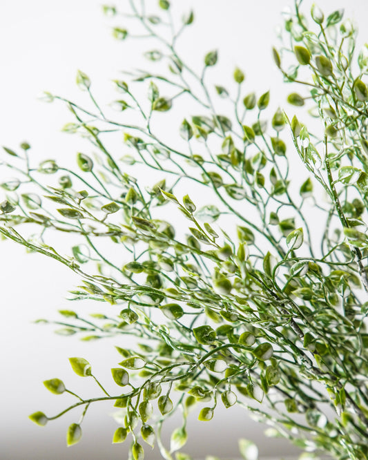 Little Nova Bush Bunch