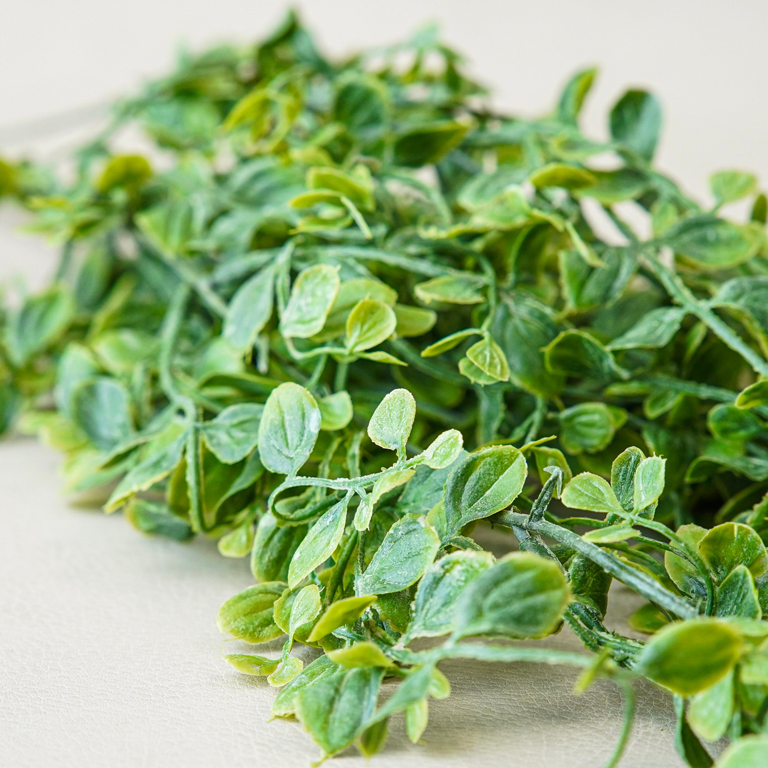 Whisperleaf Hanging Bush