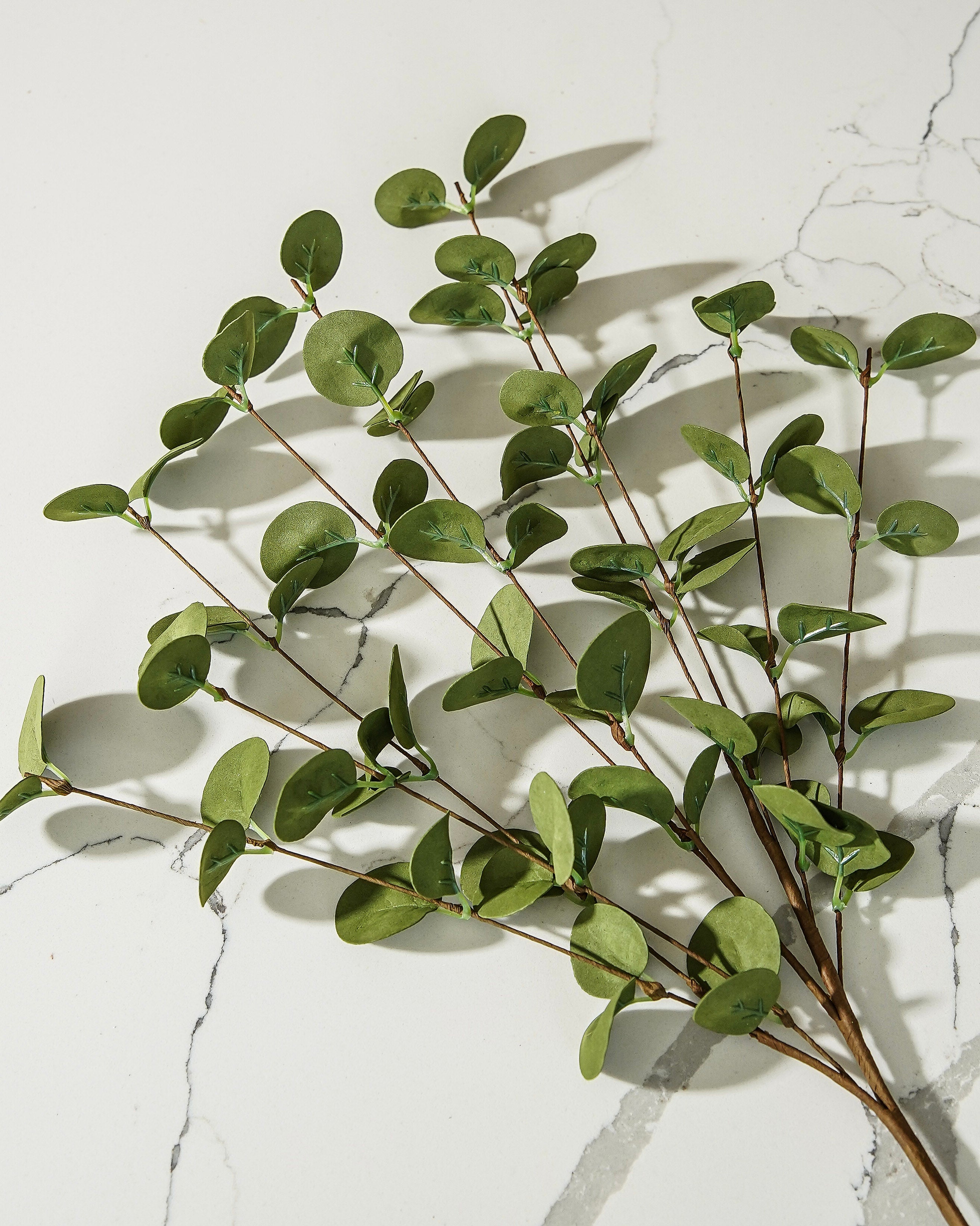 Green Eucalyptus Stem