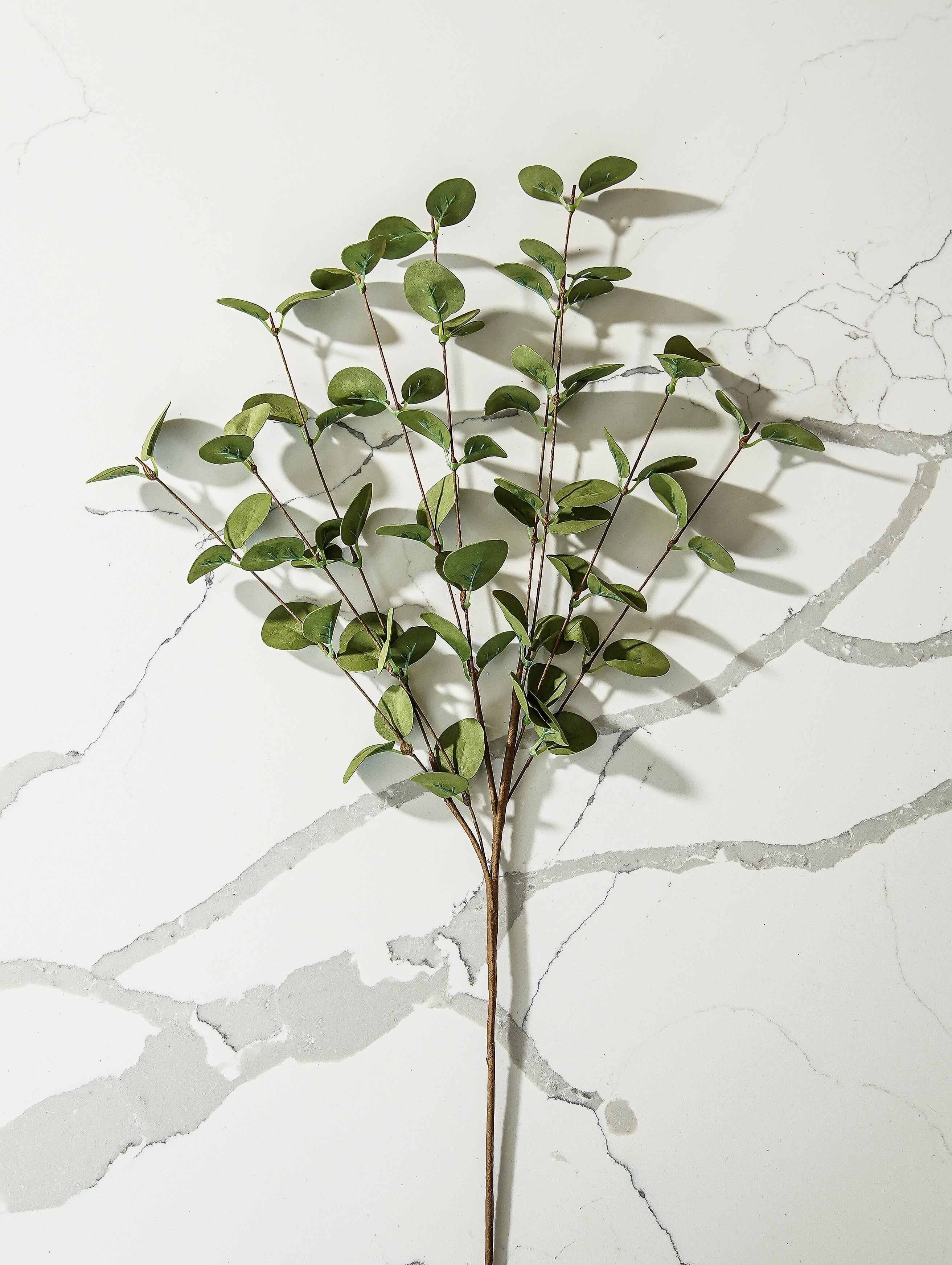 Green Eucalyptus Stem