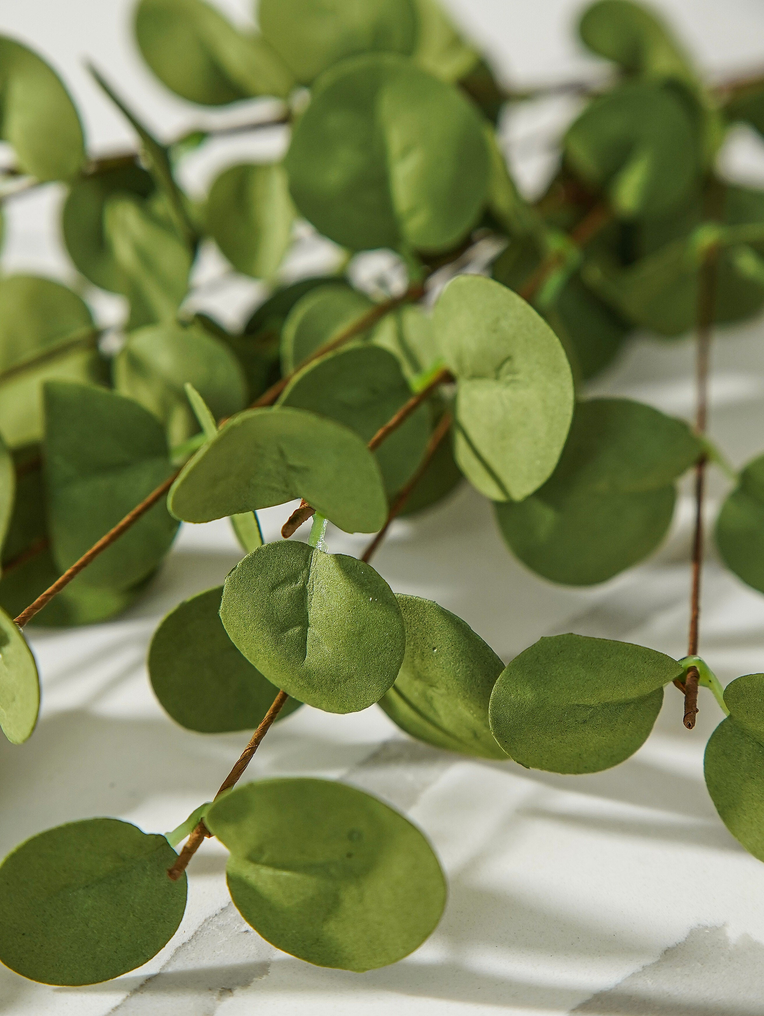 Green Eucalyptus Stem