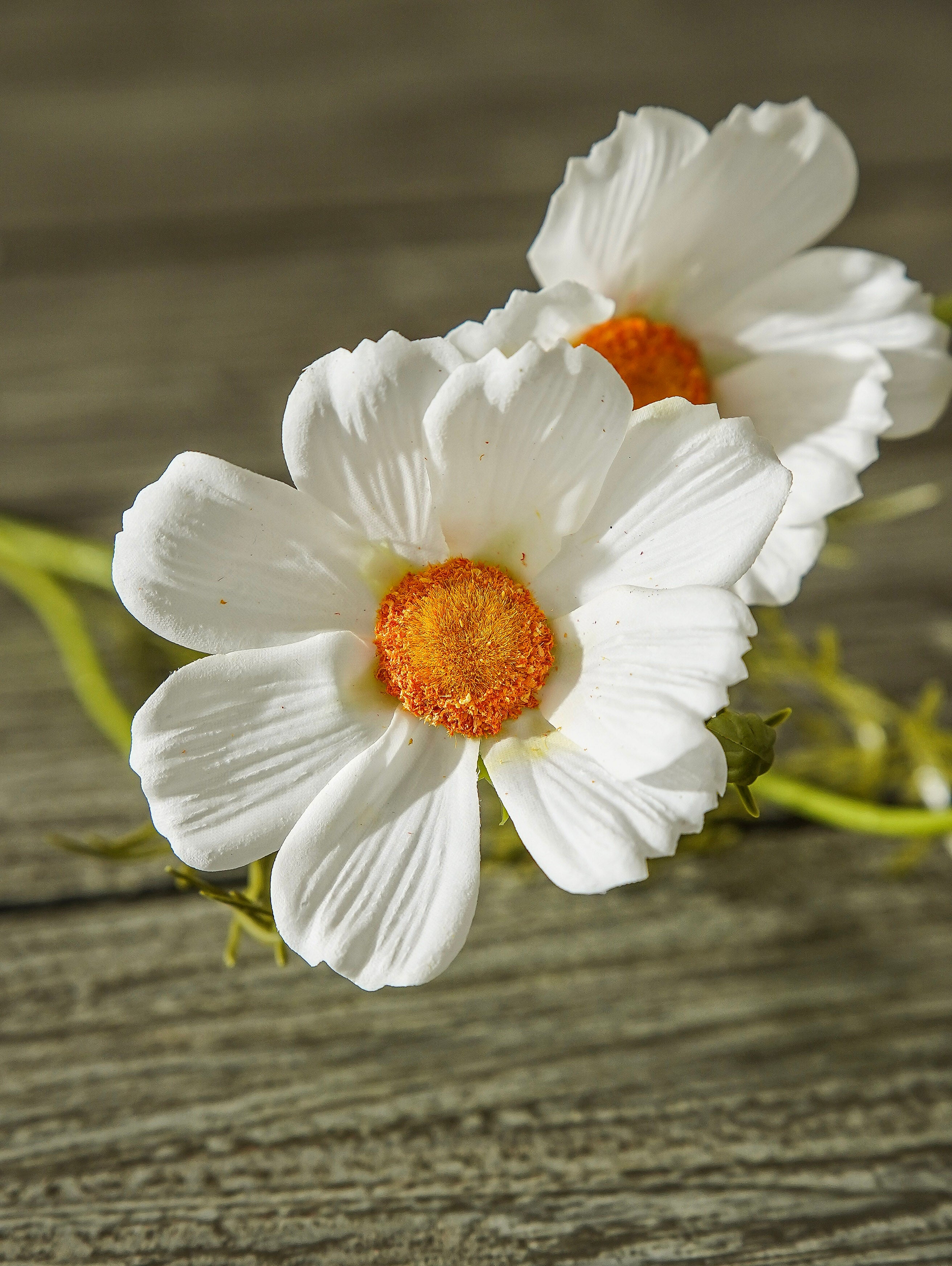 Real Touch White Cosmo Stem