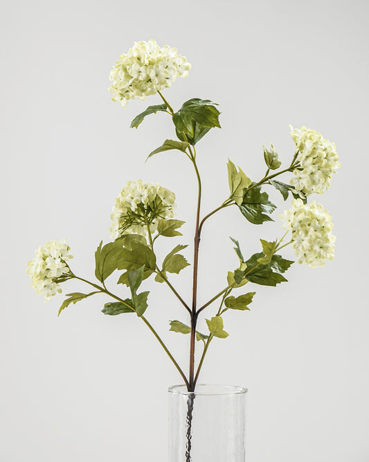 Fresh Green Snowball Viburnum Stem